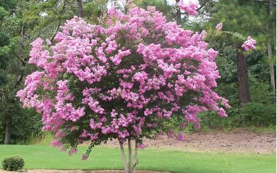 2243-sioux-crape-myrtle